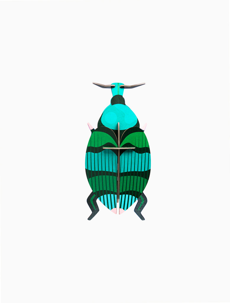 Weevil Beetle